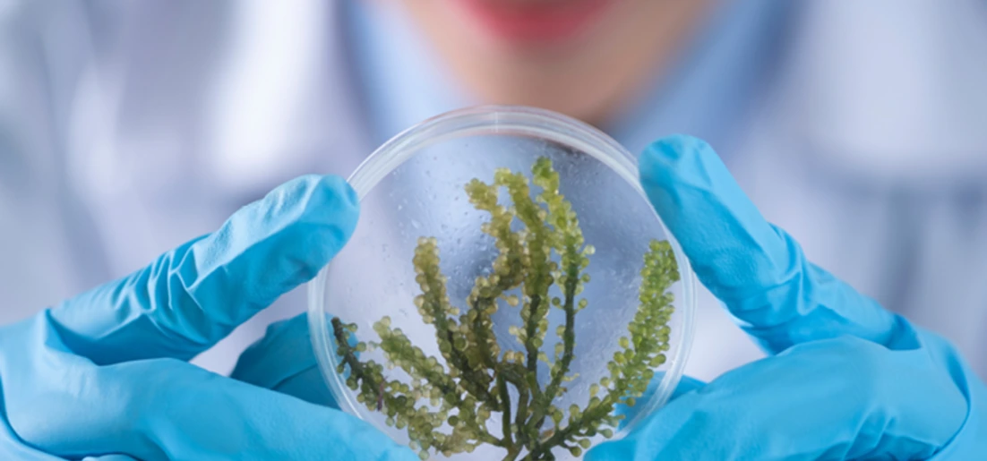 Lab-Grown Raw Materials – Biotechnology in Personal Care 