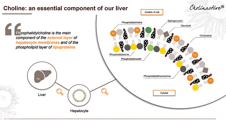 [Translate to English:] Choline essential component of our liver